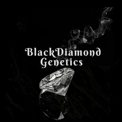 Black Diamond Genetics 's image