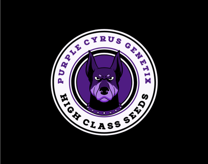 Purple Cyrus Genetics's image