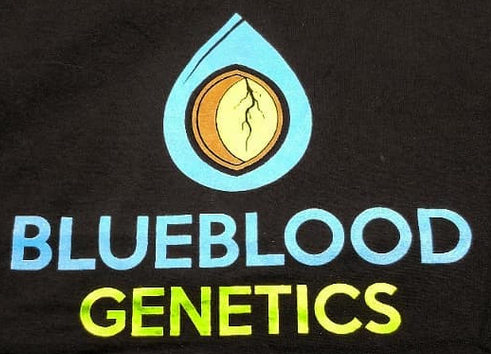 Blue Blood Genetics's image