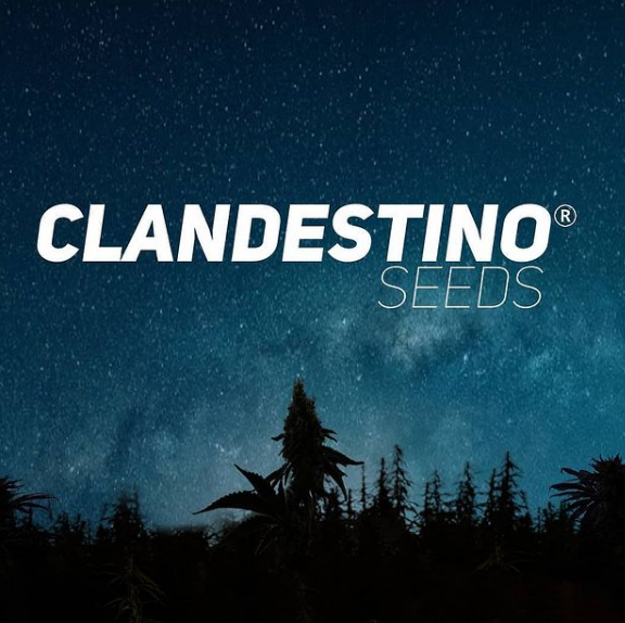 Clandestino Seeds's image