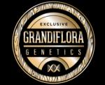 Grandiflora Genetics's image