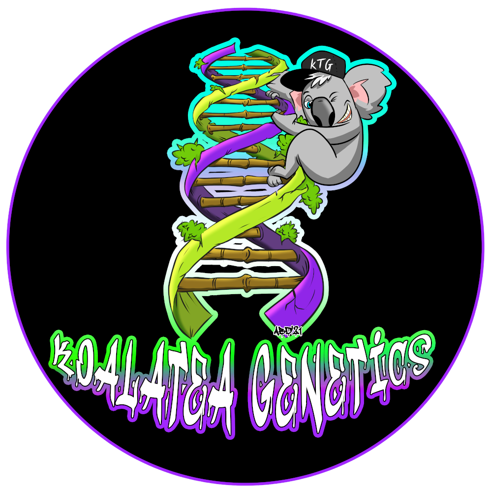 Koalatea Genetics's image