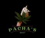 Pacha's Select's image