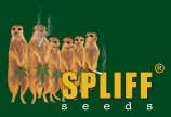 Spliff Seeds's image