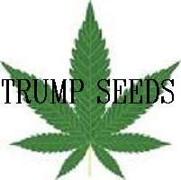 Trump Seeds's image