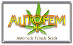 AutoFem Seeds's image