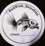 Bad Fish Genetics's image