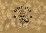 Barba Seeds's image