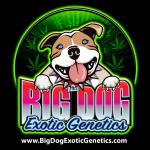 Big Dog Exotic Cannabis Seeds's image