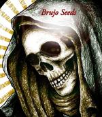 Brujo Seeds's image