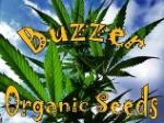 Buzzer Organic Seeds's image