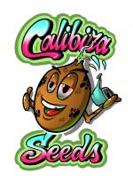 Calibiza Seeds's image