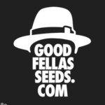 Goodfellas Seeds's image