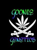 Goonie Genetics's image