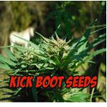 Kick Boot Seeds's image