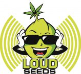 Loud Seeds's image