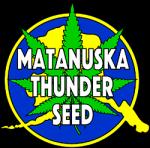 Matanuska Thunder Seeds's image