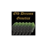 Old Dreams Genetics's image