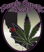 Purple Caper Seeds's image