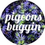 Pigeons Buggin's image