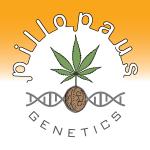 Pillopaus Genetics's image