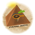 Pyramid Seeds's image