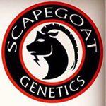 Scapegoat Genetics's image