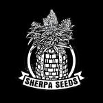 Sherpa Seeds's image