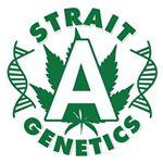 Strait A Genetics's image