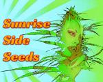 Sunrise Side Seeds's image