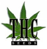 Team THCtalk Seeds's image