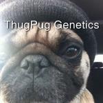 ThugPug Genetics's image