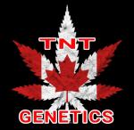 TNT Genetics's image