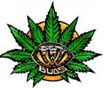 VW Buds's image