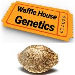 Waffle House Genetics's image