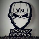 Wiseguy Genetics's image