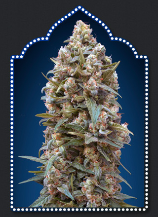 An image of 00 Kush