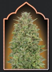 An image of 00 Skunk