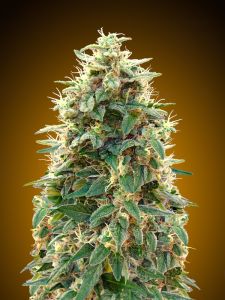 An image of Auto 00 Cheese