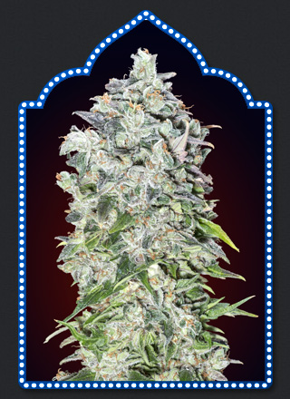 An image of Auto 00 Kush