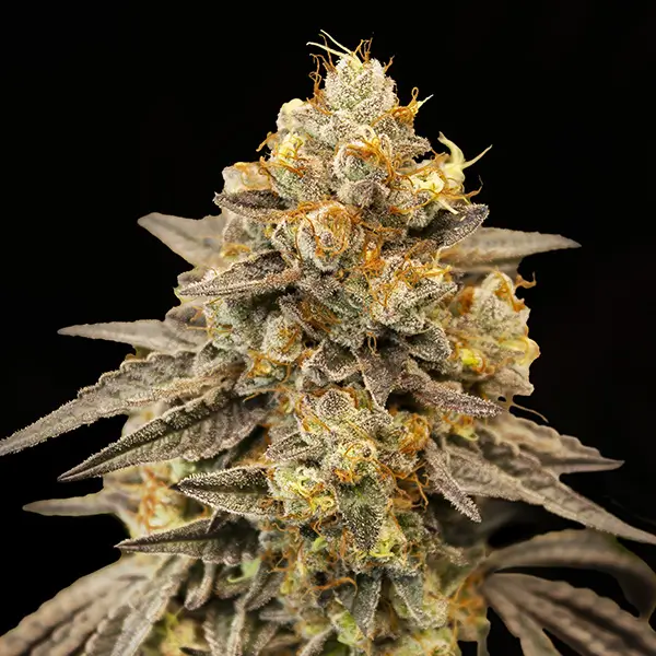An image of Auto Biscotti Zkittez