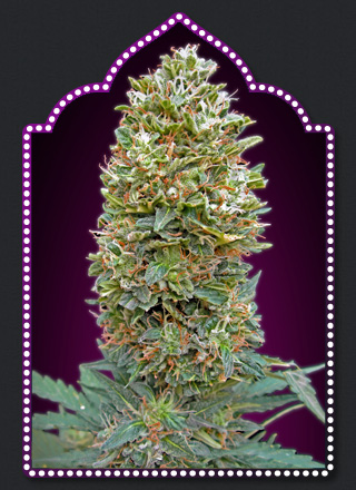 An image of Auto Bubble Gum