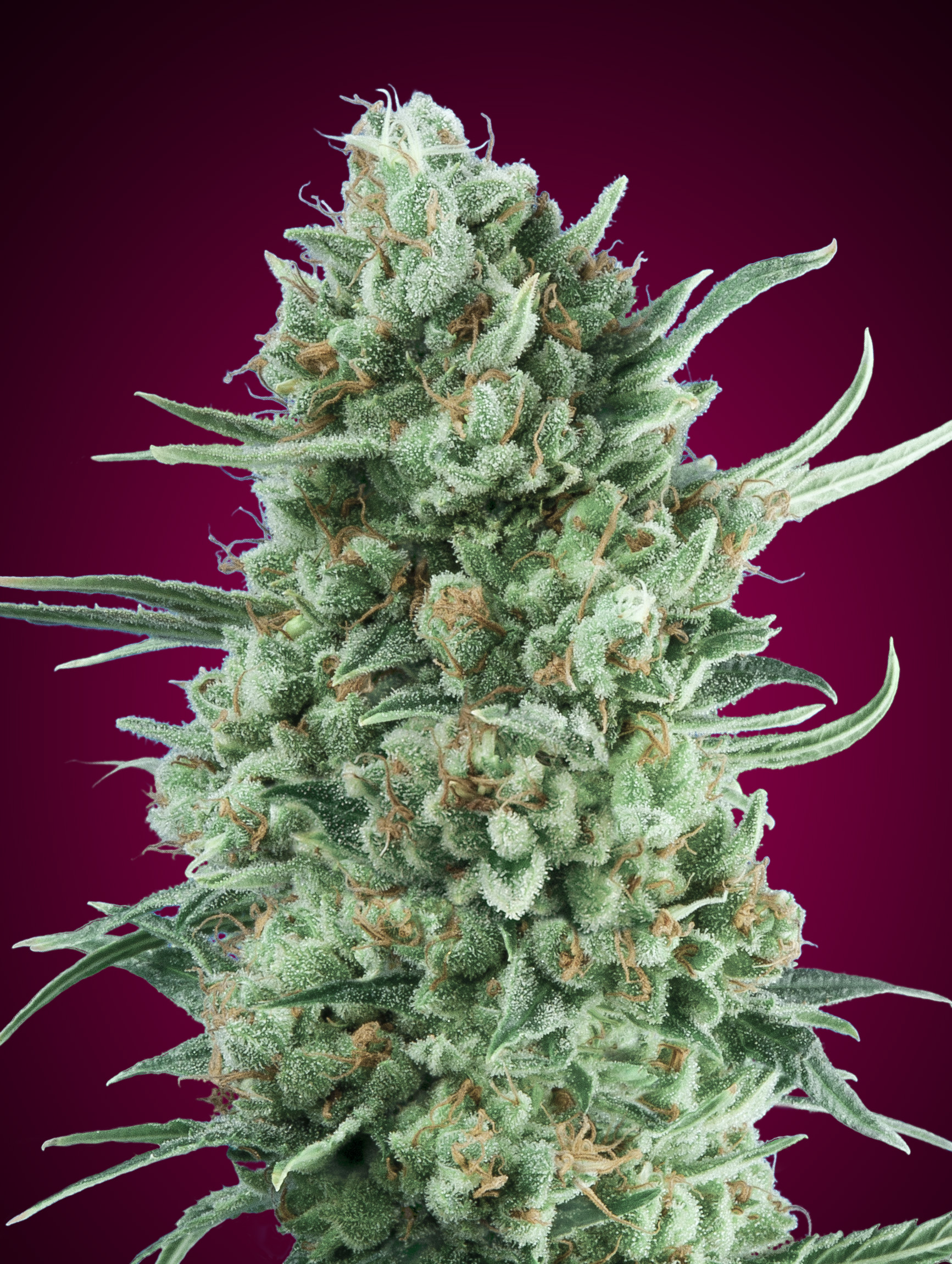 An image of Auto Bubble Gum XXL