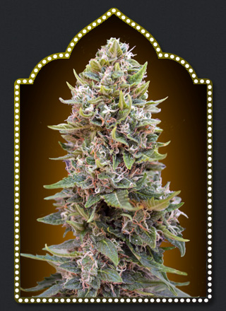 An image of Auto Cheese Berry
