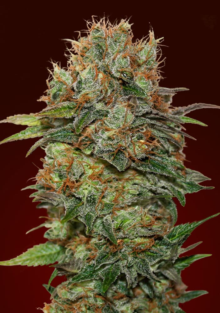 An image of Auto Chocolate Kush