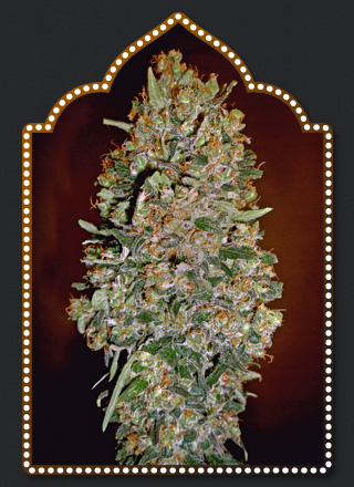 An image of Auto Chocolate Skunk