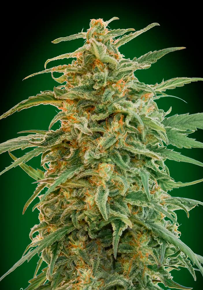 An image of Auto Gorilla