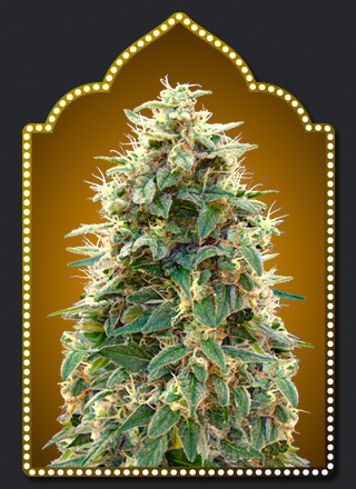 An image of Auto Hashchis