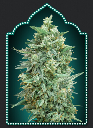An image of Auto Northern Lights XXL