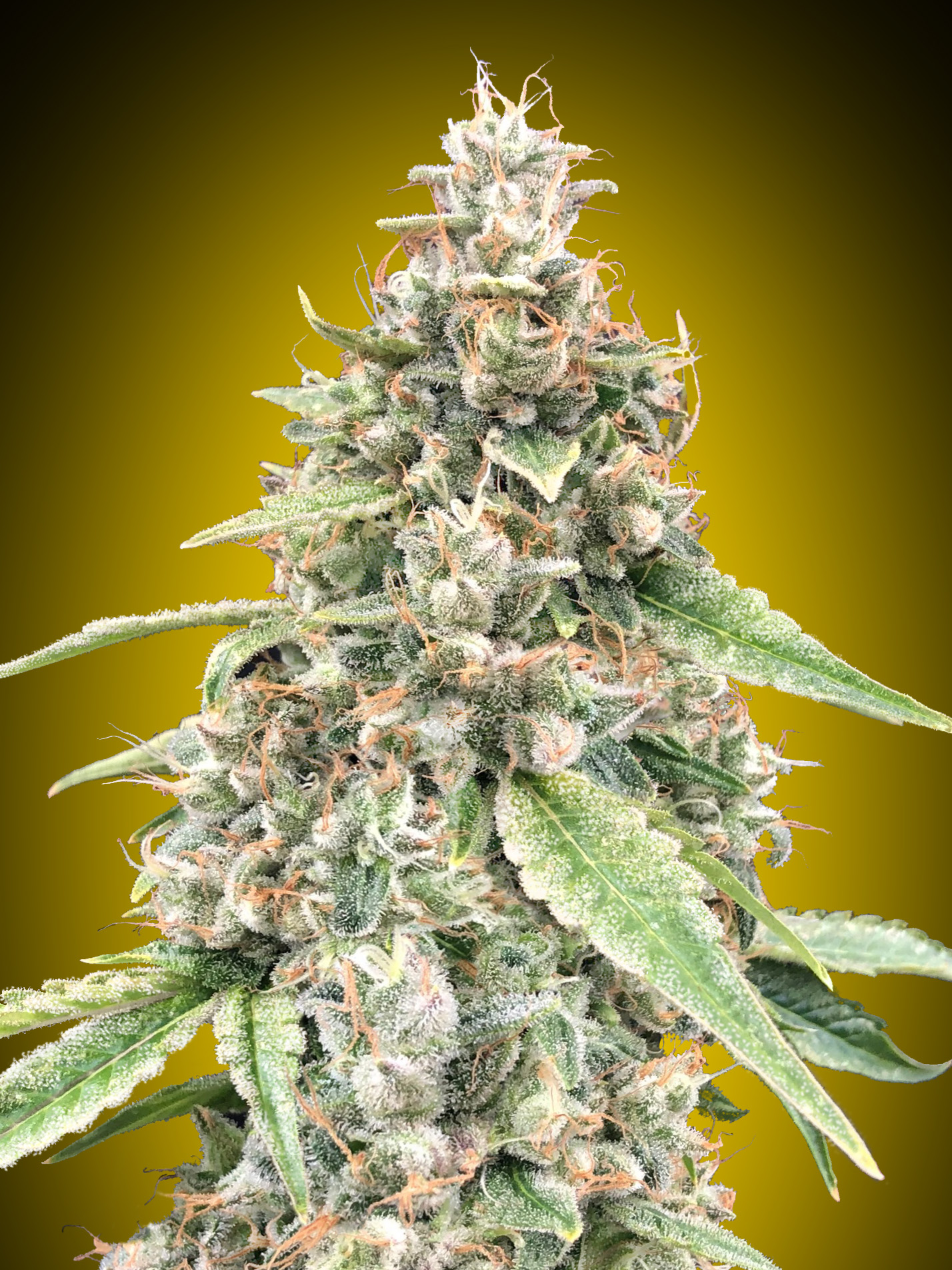 An image of Auto Purple Punch